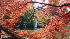 石神井公園のもみじの写真