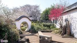 立野公園の中国式庭園と碧桃樹の写真