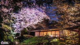 向山庭園の夜桜ライトアップの写真