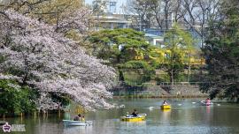 武蔵関公園の春の写真