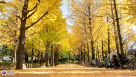 城北中央公園のイチョウ並木の写真