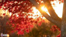 もみじやま公園の紅葉の写真
