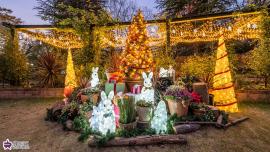 四季の香ローズガーデンのクリスマスイルミネーションの写真
