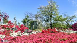 平成つつじ公園のツツジの写真