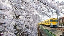 ソメイヨシノと西武新宿線の写真