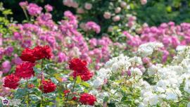 四季の香ローズガーデンのバラの写真