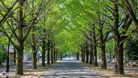 光が丘公園の新緑のイチョウ並木の写真