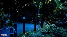 中里郷土の森のヘイケボタルの光跡の写真