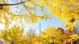 光が丘公園のイチョウの写真