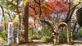 牧野記念庭園の紅葉の写真