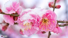 石神井松の風文化公園の梅の花の写真