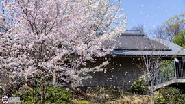向山庭園の桜吹雪の写真