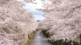 石神井川の桜の写真