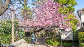 牧野記念庭園のオオカンザクラの写真