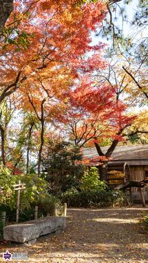 牧野記念庭園の紅葉の写真