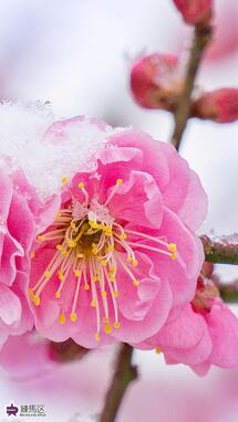 石神井松の風文化公園の梅の写真