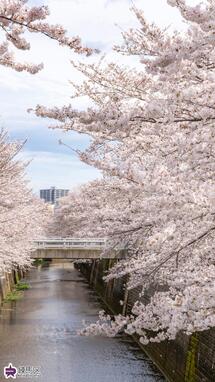 石神井川沿いの桜の写真