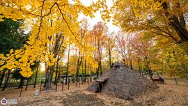 城北中央公園のイチョウと栗原遺跡の写真