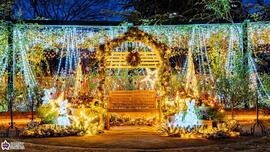 四季の香ローズガーデンのイルミネーションの写真