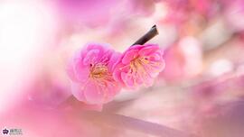 石神井松の風文化公園の紅梅の写真