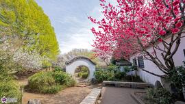 立野公園の中国式庭園とヘキトウジュの写真