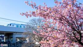 貫井一丁目こども広場のカワヅザクラと西武池袋線の写真