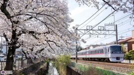 長者橋からみたソメイヨシノと西武新宿線の写真