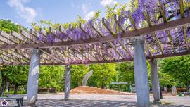 大泉中央公園の藤棚の写真