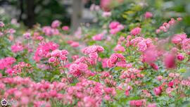 色彩のローズガーデンのバラの写真