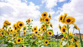 高松みらいのはたけのヒマワリの写真