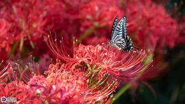 四季の香ローズガーデンのヒガンバナとアゲハチョウの写真