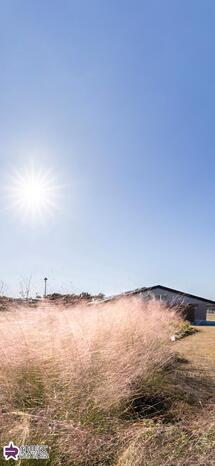 練馬城址公園のミューレンベルギアの写真