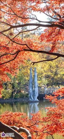 石神井池の紅葉の写真