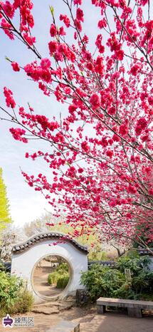立野公園の中国式庭園とヘキトウジュの写真