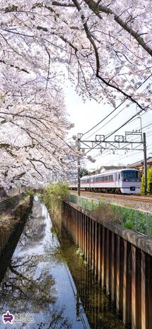 長者橋のソメイヨシノと西武新宿線の写真