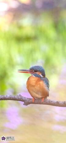 武蔵関公園のカワセミの写真