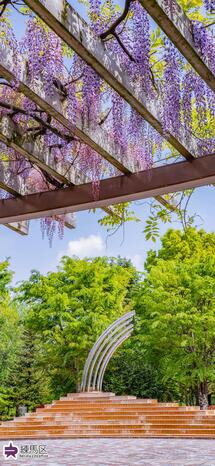 大泉中央公園の藤棚の写真