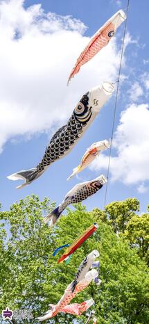 城北中央公園の鯉のぼりの写真