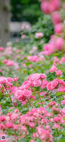 色彩のローズガーデンのバラの写真