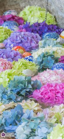長命寺の紫陽花手水の写真