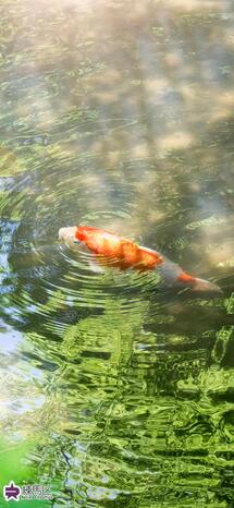 向山庭園の鯉の写真