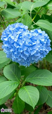 牧野記念庭園のハート型のヒメジアサイの写真