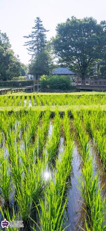 秋の陽公園の青田の写真