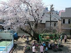 桜